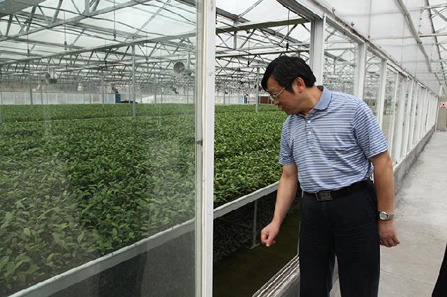 中茶所副所長江用文指導(dǎo)茶樹穴盤育苗技術(shù)